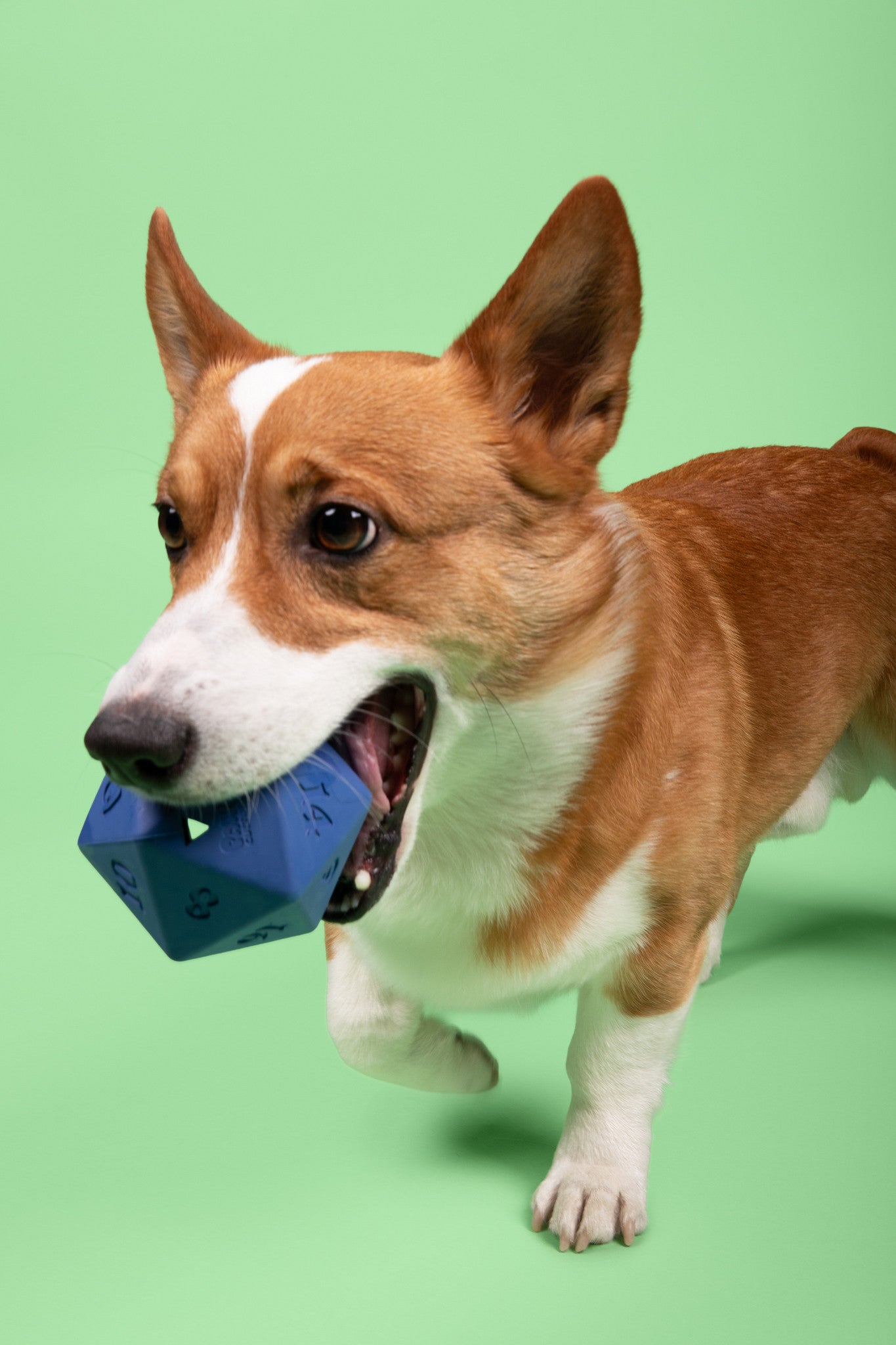 Corgi with D20 Dog Toy In Mouth