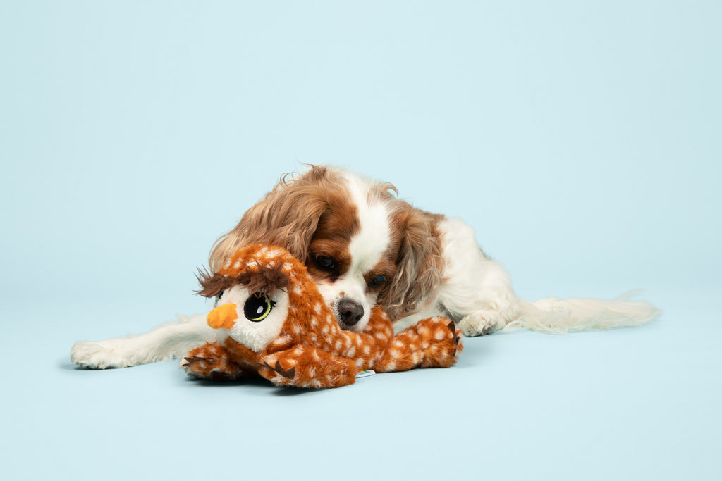 Dog with Owlbear Dog Toy In Mouth