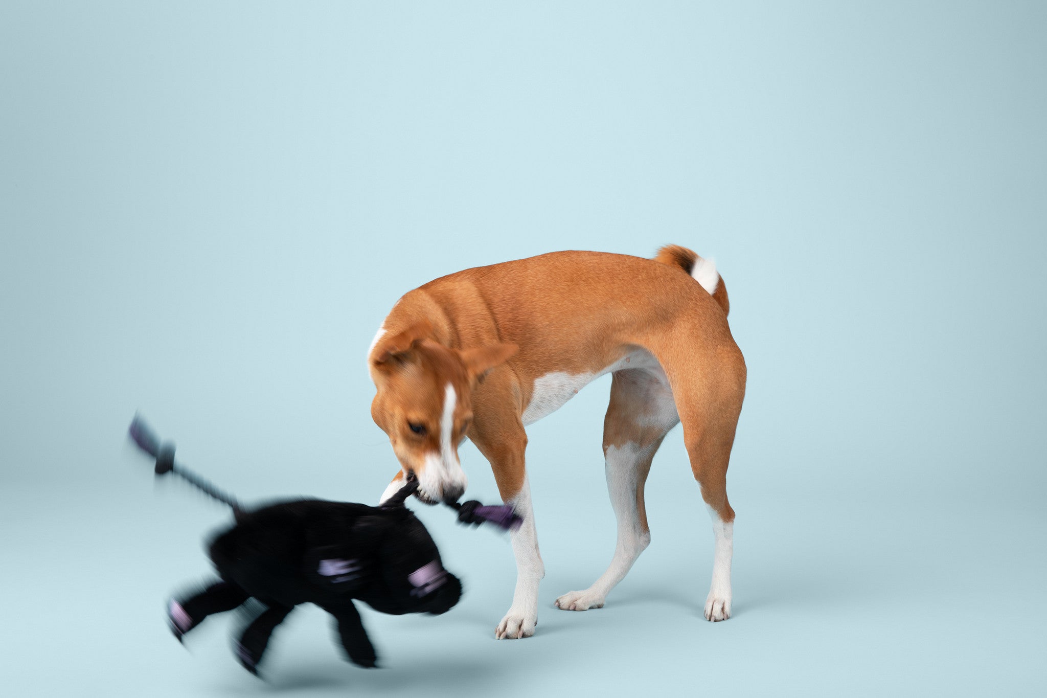 Phase Kitten Plush Dog Toy - Medium